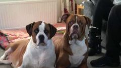 من فصيلة "بول دوغ".. كلبان ينهشان جسد صاحبتهما حتى الموت