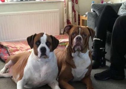 من فصيلة "بول دوغ".. كلبان ينهشان جسد صاحبتهما حتى الموت