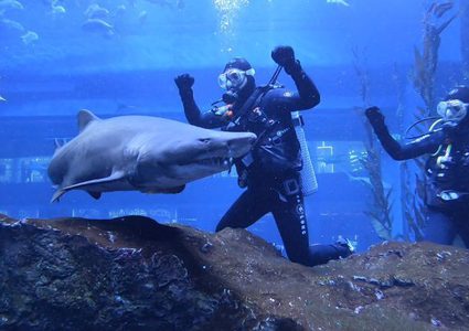 أحمد سعد ينجو من سمك القرش