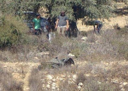 مستوطنون يسرقون ثمار الزيتون من قرية دير شرف