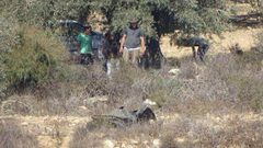 مستوطنون يسرقون ثمار الزيتون من قرية دير شرف