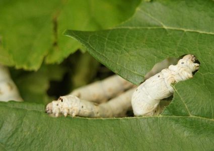 ابتكار أنسجة قادرة على نقل وتخزين الطاقة