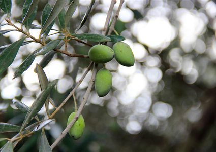 دعوات لحماية موسم الزيتون والتصدي للاحتلال والمستوطنين