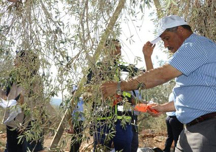 عساف: الحملة الوطنية لموسم الزيتون ستغطي كل المحافظات