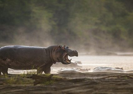 تمساح يفترس طفلين أثناء  رعيهما الأغنام