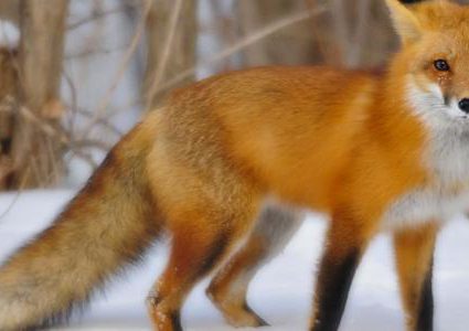 موسكو.. ثعلب تائه يفشل في عبور الحدود ومغادرة روسيا