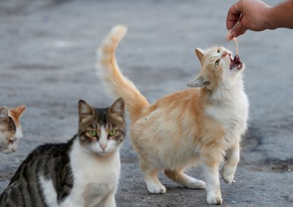 هرة تسرق "سيخ شاورما"!