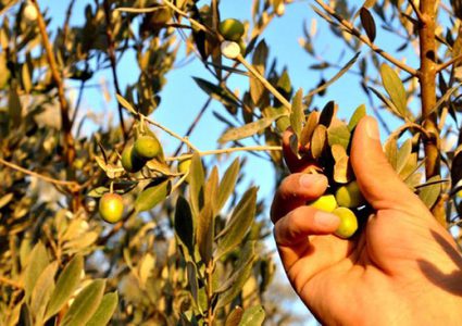 رئيس الوزراء: منتوجنا الوطني أولوية وسنحميه