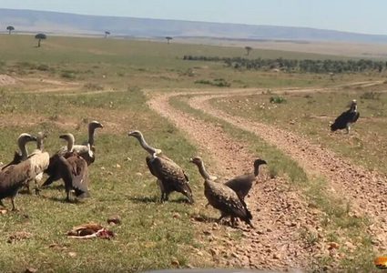 غارة نسور على ظبي تمزقه إربا