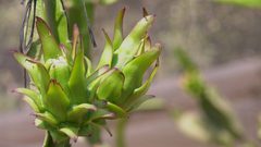 غزة: مزارعون ينتجون فاكهة "ملكة الليل" الاستوائية