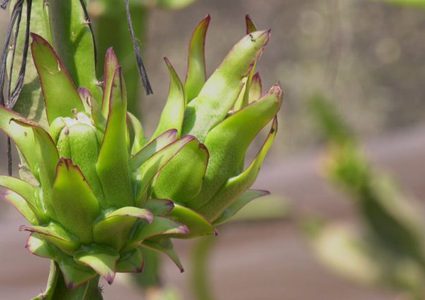 غزة: مزارعون ينتجون فاكهة "ملكة الليل" الاستوائية