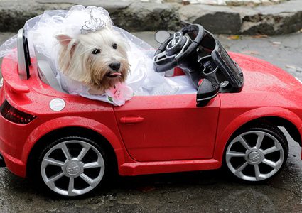 كلب بملامح بشرية تشعل الانترنت