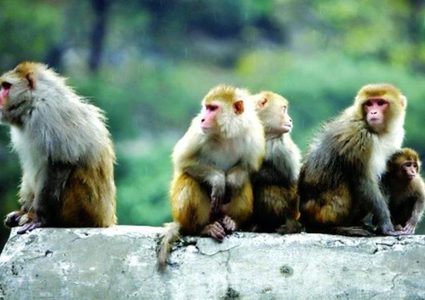 الهند.. عصابة قرود تحتل قرية وتعيث خرابا فيها !