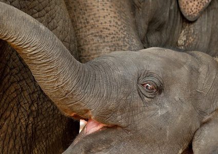 نفوق 6 فيلة حاولت مساعدة فيل صغير