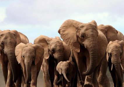 هلاك 6 أفيال في سبيل إنقاذ رضيع من قلب "شلال الجحيم"