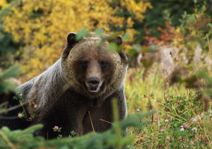 روسي يصارع دبا ضخما
