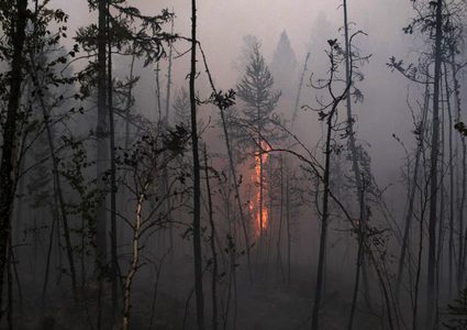 "جل" للقضاء على حرائق الغابات