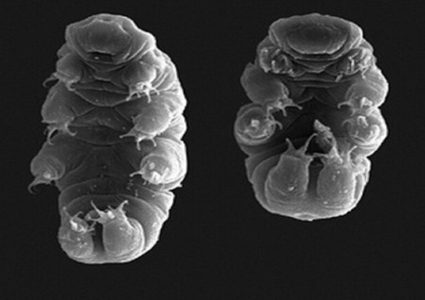 طريقة لجعل الناس محصنين ضد الإشعاع