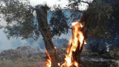 مستوطن يضرم النار بـ80 شجرة زيتون جنوب نابلس