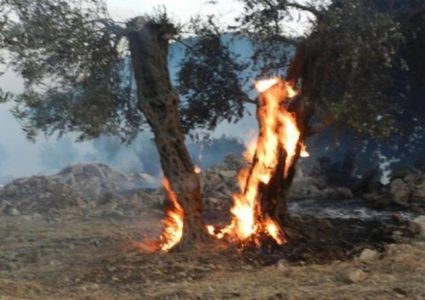 مستوطن يضرم النار بـ80 شجرة زيتون جنوب نابلس