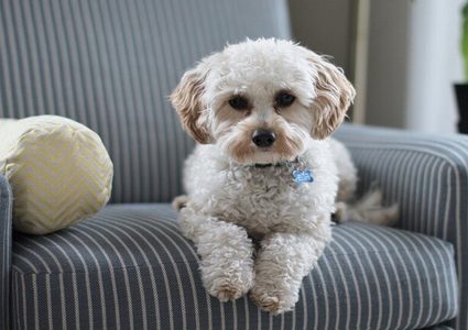 رجل يقتل والديه بسب كلب!