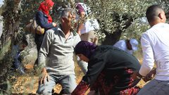 الاحتلال يمنع المزارعين من قطف ثمار الزيتون شرق قلقيلية