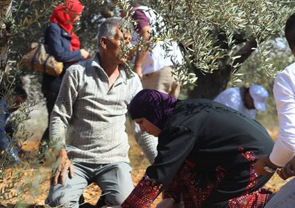 الاحتلال يمنع المزارعين من قطف ثمار الزيتون شرق قلقيلية