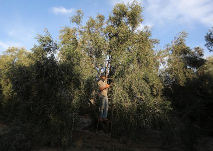 موسم قطف الزيتون في قطاع غزة