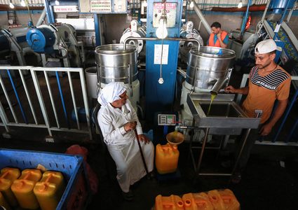 خلال عملية عصر الزيتون وتعبئته بمعصرة في دير البلح وسط قطاع غزة.