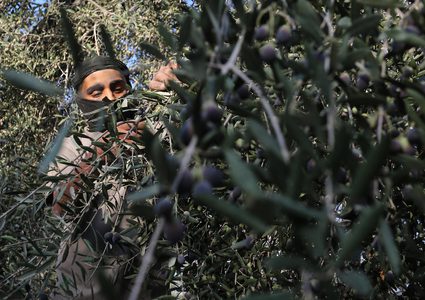 خلال موسم قطف الزيتون في دير البلح جنوب قطاع غزة.