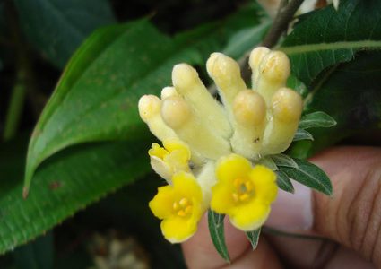 إكتشاف نبتة نادرة قادرة على حل مشكلة السمنة ومضاعفاتها