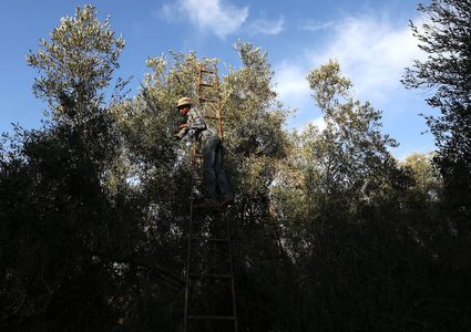 موسم قطف الزيتون في قطاع غزة