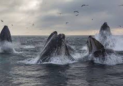 باحثون يكتشفون طريقة الحيتان السرية لحماية صغارها