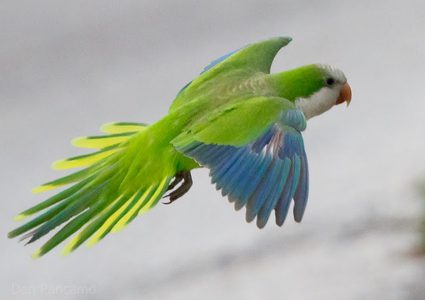 بلدية مدريد تعلن الحرب ضد الببغاوات "الغازية" !