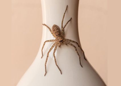 وصفات طبيعية لعلاج لدغات العنكبوت من المنزل