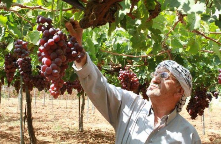 70% من الأراضي المزروعة بالعنب بفلسطين موجودة في الخليل