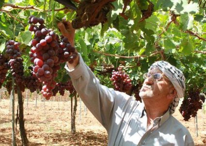 70% من الأراضي المزروعة بالعنب بفلسطين موجودة في الخليل
