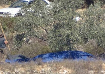 مستوطنون يسرقون ثمار زيتون جنوب نابلس