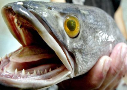 سمكة "رأس الأفعى" تثير الرعب بين سكان ولاية جورجيا الأميركية !