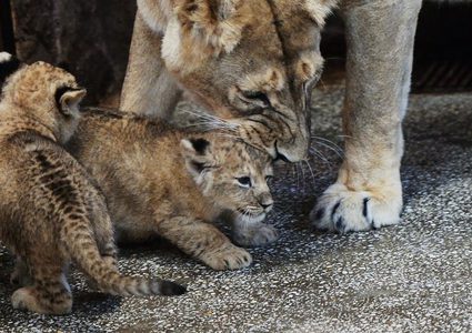 شبل أسد يلاعب أمه فيثير فزعها