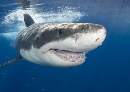 غواص يقتلع أسنان سمكة قرش