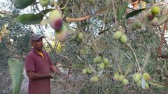 مجلس الزيتون: تبكير القطاف يُكبد المزارعين خسائر فادحة