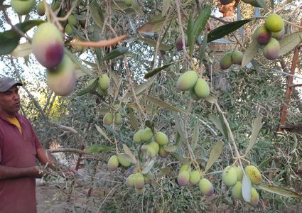 مجلس الزيتون: تبكير القطاف يُكبد المزارعين خسائر فادحة