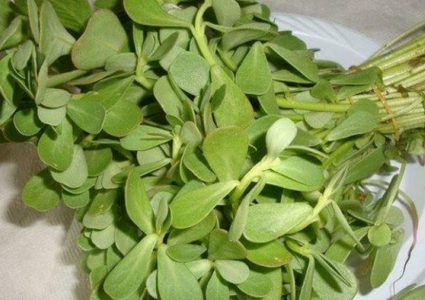 فوائد عشبة البقلة تعرفوا عليها