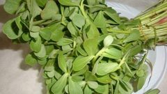 فوائد عشبة البقلة تعرفوا عليها