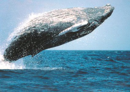 خبراء: الحيتان تنسج شبكة من الفقاقيع حول الفريسة قبل اصطيادها