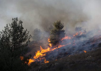 الدفاع المدني: احتراق 150 شجرة زيتون غرب جنين