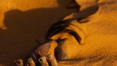 "حادثة مرعبة" تسلط الضوء على عادة وأد البنات في الهند