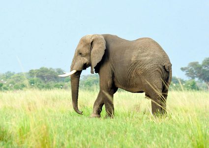 شاهد كيف انتقم فيل غاضب من جرار صدمه في الهند !