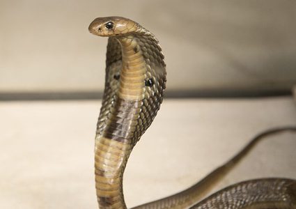 الإمساك بكوبرا طولها 4 أمتار ووزنها 15 كلغ